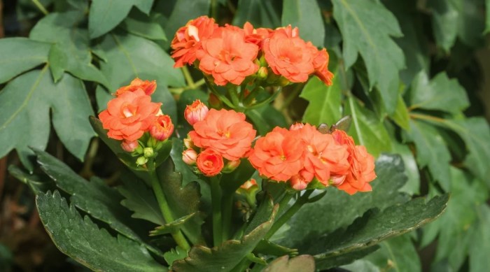 Succulent plant with orange flowers