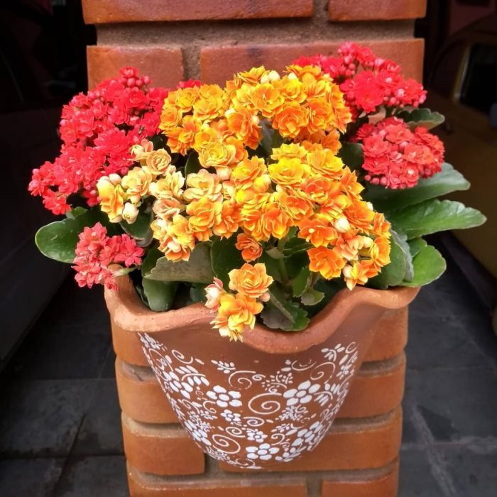 Succulent plant with orange flowers